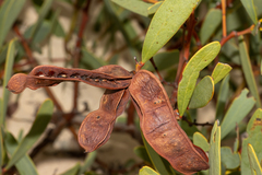 Acacia anceps (Acacia anceps)