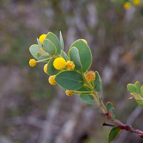 Acacia anceps: Acacia anceps in Lincoln National Park, South Australia