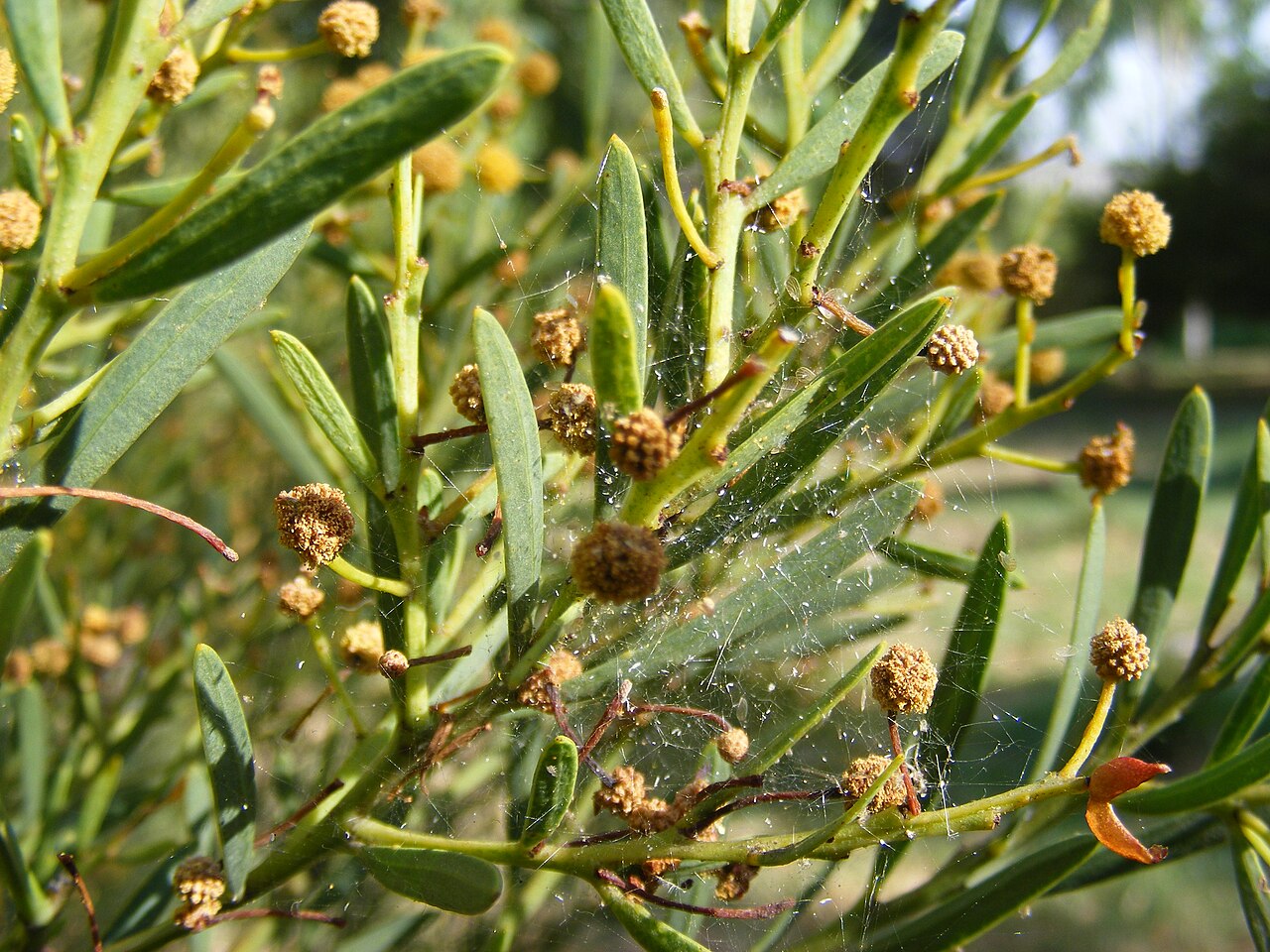 Acacia anceps: Inflorescències