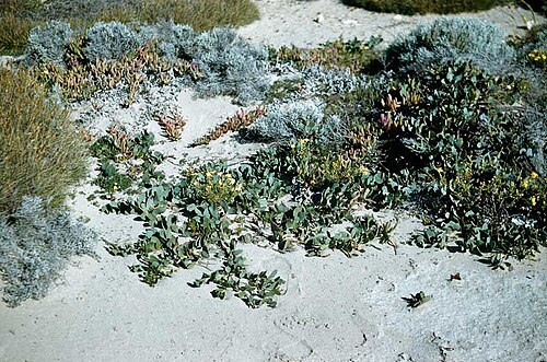 Acacia anceps: Acacia anceps habit, at Ellisgon Beach, South Australia