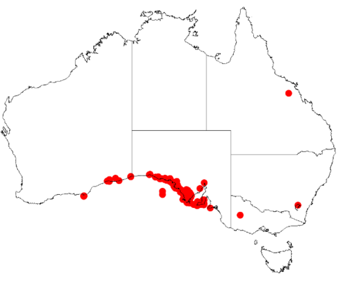 Acacia anceps: Acacia anceps Occurrence data from Australasia Virtual Herbarium downloaded from https://doi.org/10.26197/5c0b1388984eb on 8 December 2018