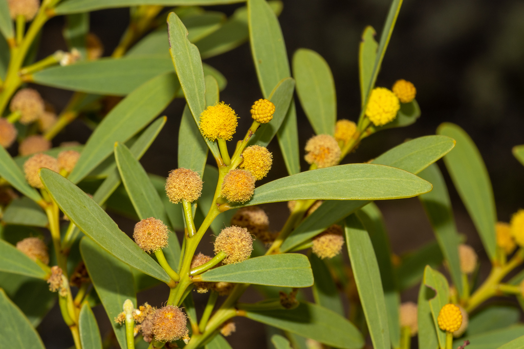 Acacia anceps (Acacia anceps)