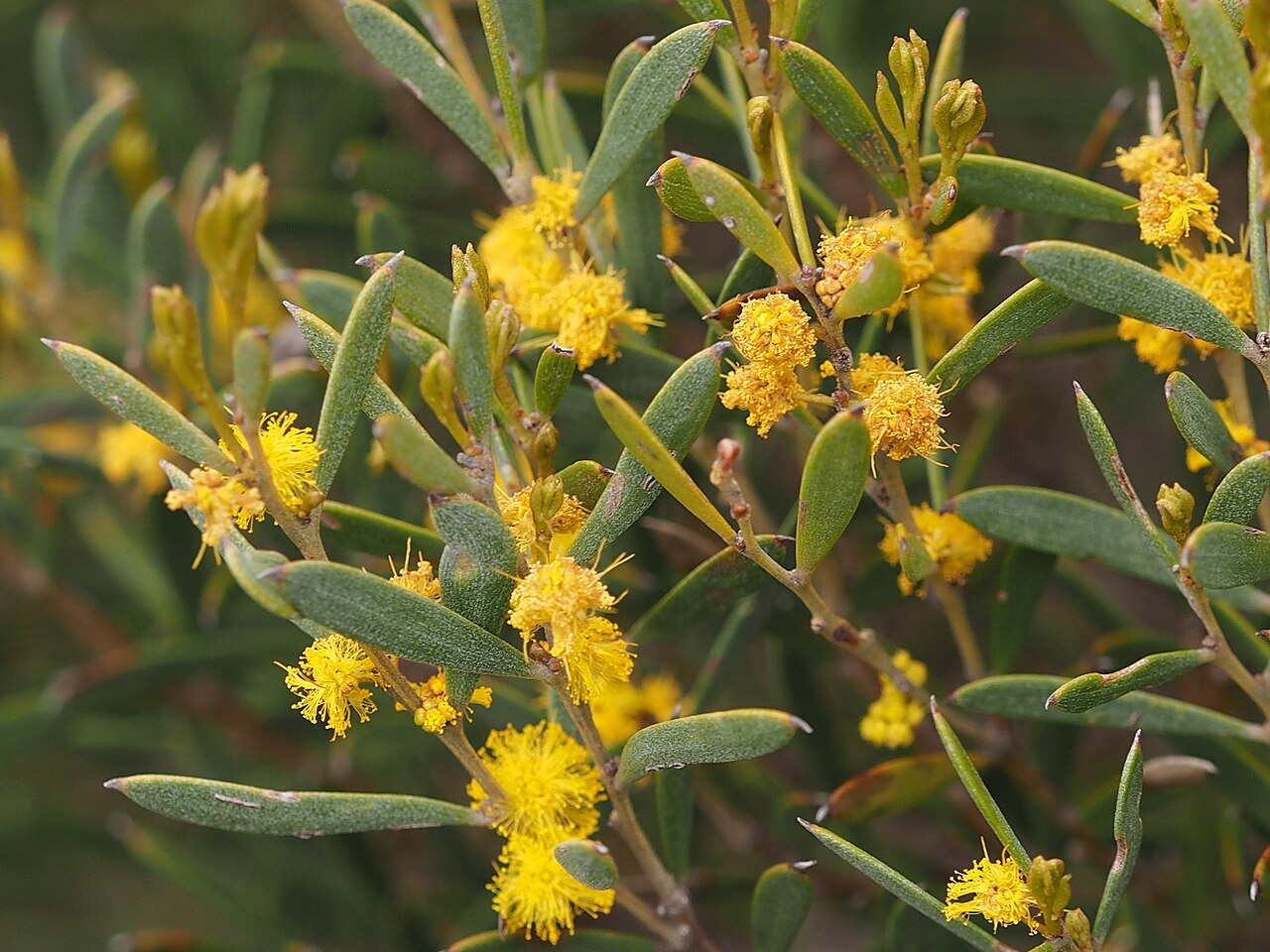 Acacia ancistrophylla: Acacia ancistrophylla foliage and flowers in Nugadong Nature Reserve, south of Wubin