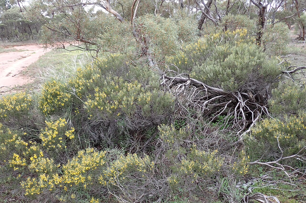 Acacia ancistrophylla: Acacia ancistrophylla habit in Nugadong Nature Reserve, near the corner of Nugadong West Road and Van Driel Road, about 13 km south of Wubin