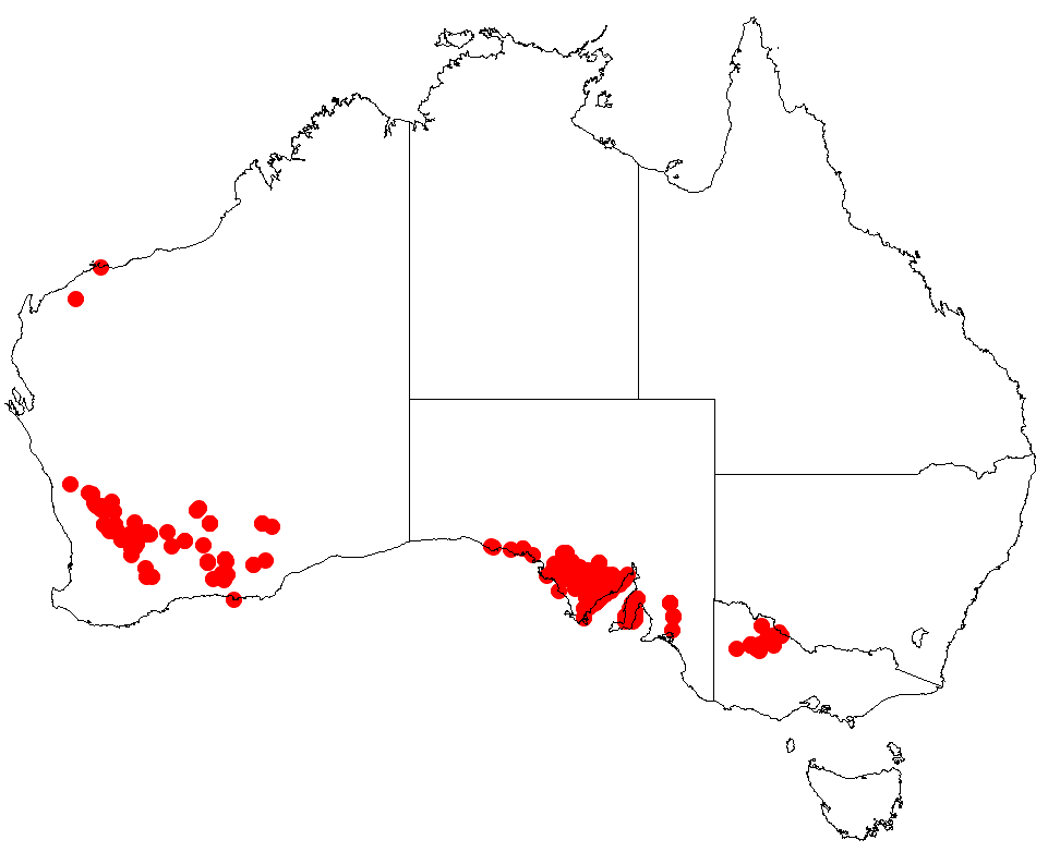 Acacia ancistrophylla: Acacia ancistrophylla Occurrence data from Australasia Virtual Herbarium downloaded from https://doi.org/10.26197/5c0b1388984eb on 8 December 2018