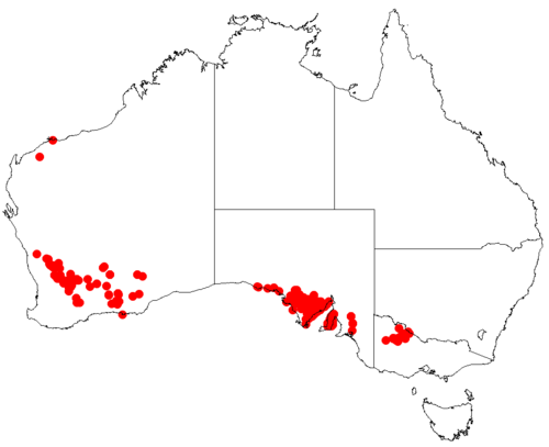 Acacia ancistrophylla: Acacia ancistrophylla Occurrence data from Australasia Virtual Herbarium downloaded from https://doi.org/10.26197/5c0b1388984eb on 8 December 2018