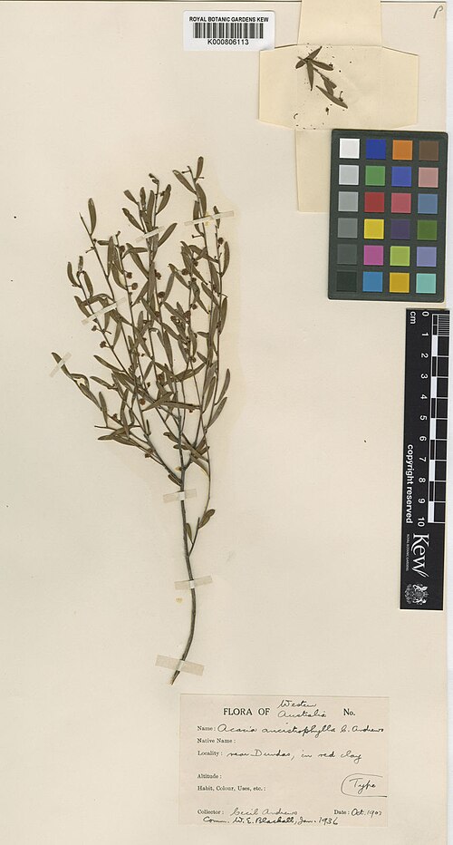 Acacia ancistrophylla: Acacia ancistrophylla