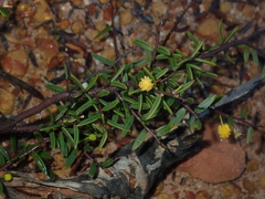 Acacia andrewsii (Acacia andrewsii)