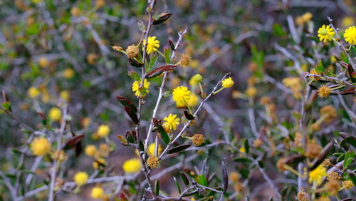 Acacia andrewsii (Acacia andrewsii)
