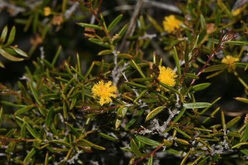 Acacia andrewsii (Acacia andrewsii)