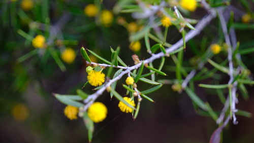 Acacia andrewsii (Acacia andrewsii)