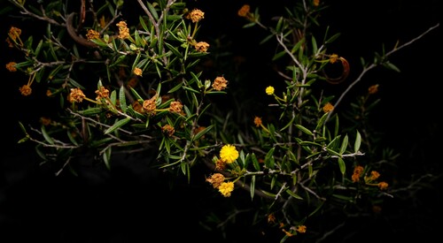 Acacia andrewsii (Acacia andrewsii)