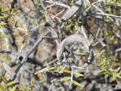 Acacia andrewsii (Acacia andrewsii)
