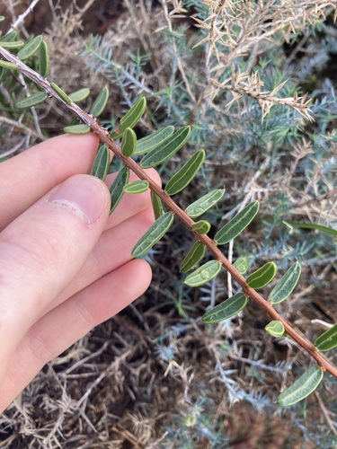 Acacia andrewsii (Acacia andrewsii)