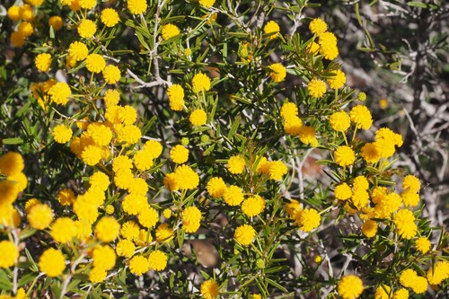 Acacia andrewsii (Acacia andrewsii)