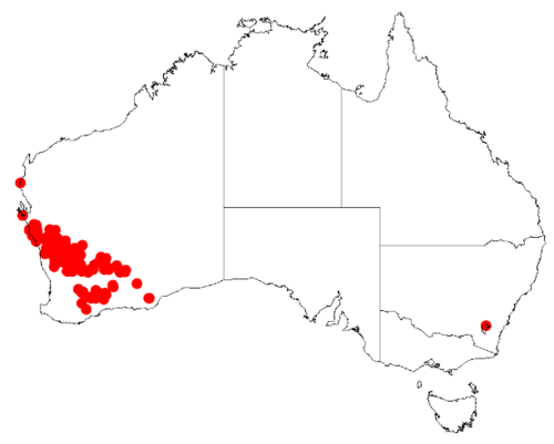 Acacia andrewsii: Acacia andrewsii Occurrence data from Australasia Virtual Herbarium downloaded from https://doi.org/10.26197/5c0b1388984eb on 8 December 2018