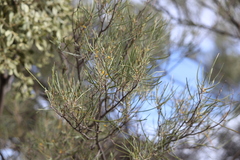 Mulga (Acacia aneura)