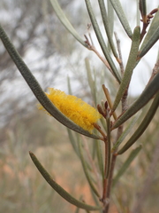 Mulga (Acacia aneura)