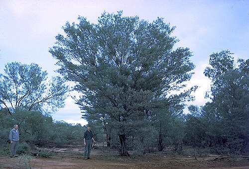 Mulga: Acacia aneura