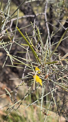Mulga (Acacia aneura)