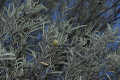 Mulga (Acacia aneura)