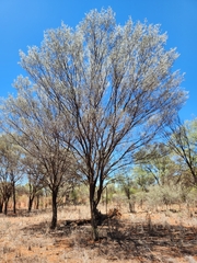 Mulga (Acacia aneura)