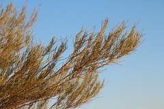 Mulga (Acacia aneura)