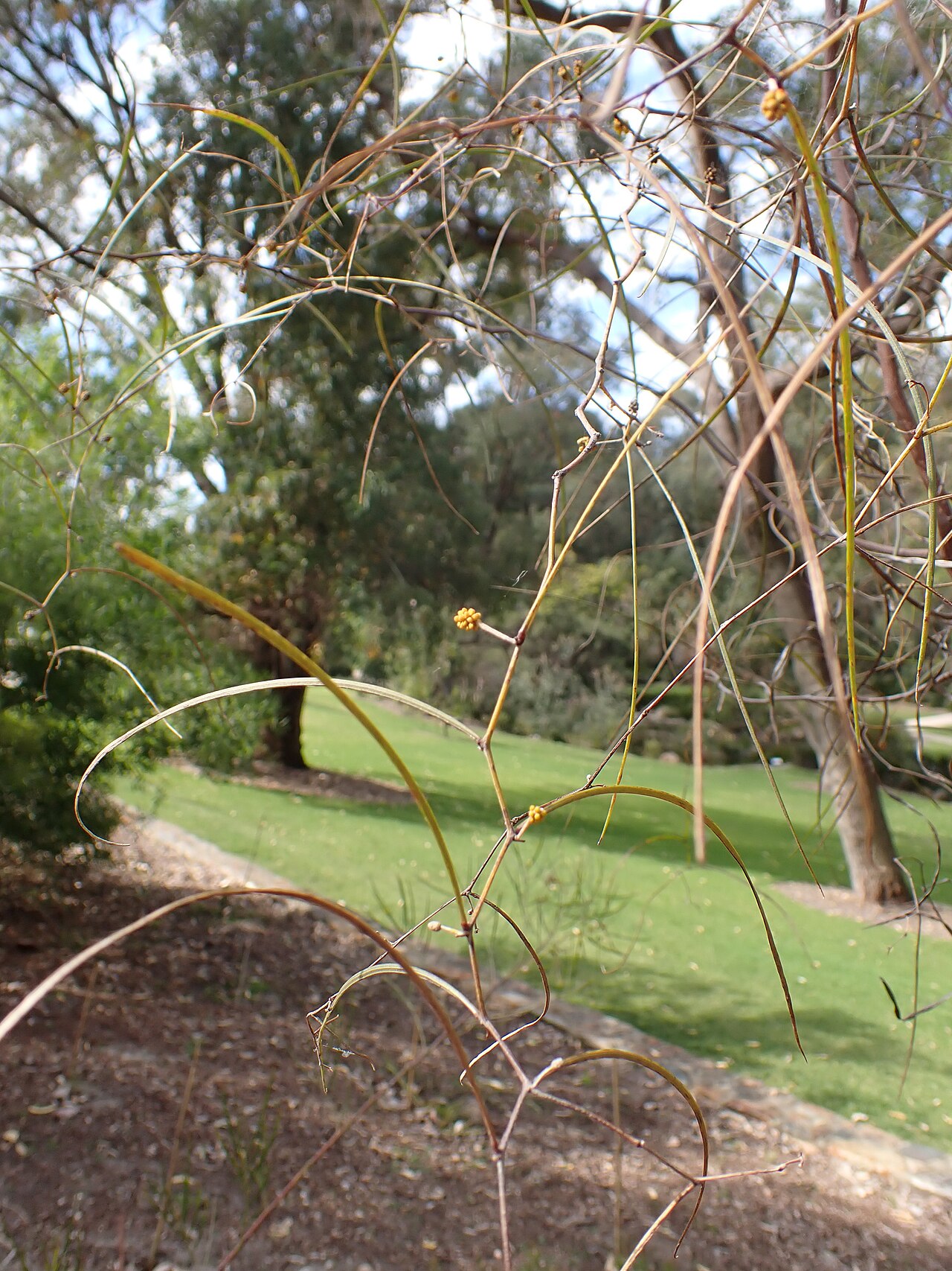 Acacia anfractuosa: Flowers and foliage of Acacia anfractuosa in Kings Park, Perth
