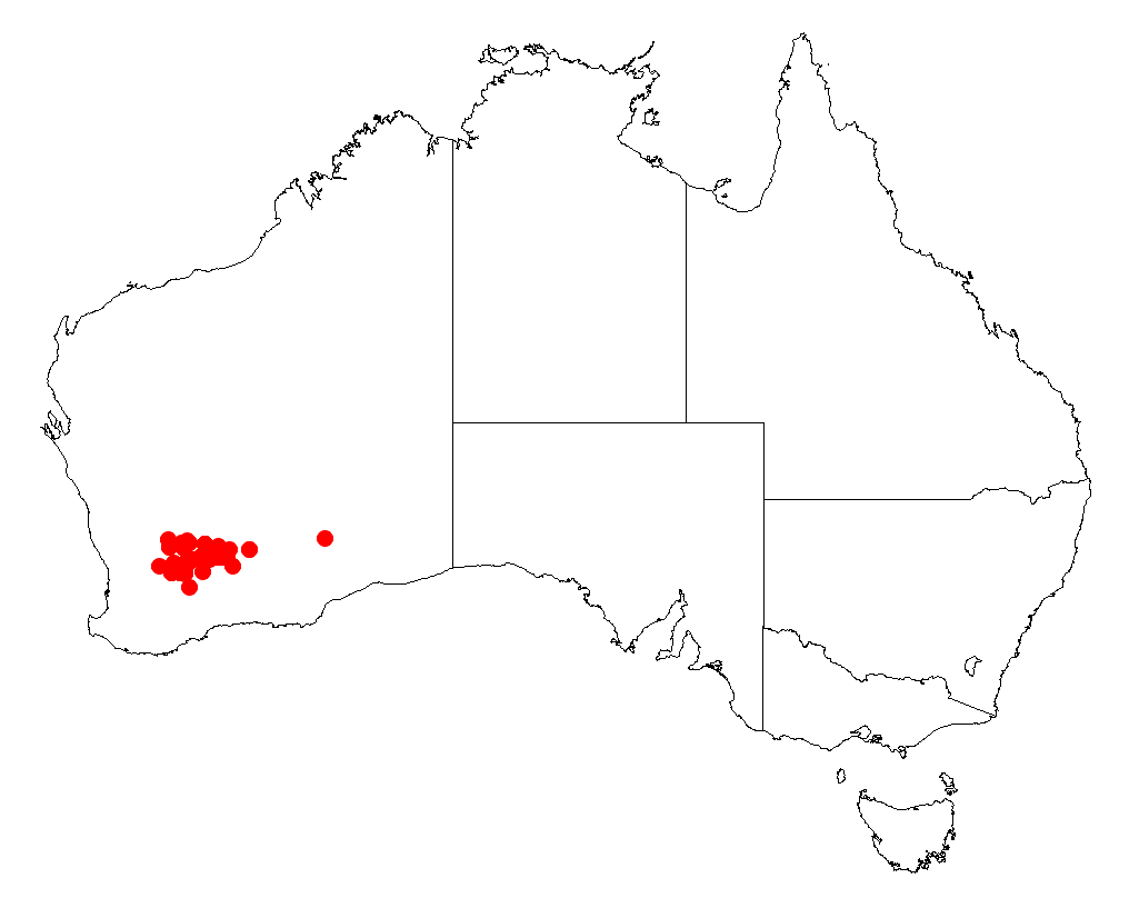 Acacia anfractuosa: Acacia anfractuosa Occurrence data from Australasia Virtual Herbarium downloaded from https://doi.org/10.26197/5c0b1388984eb on 8 December 2018