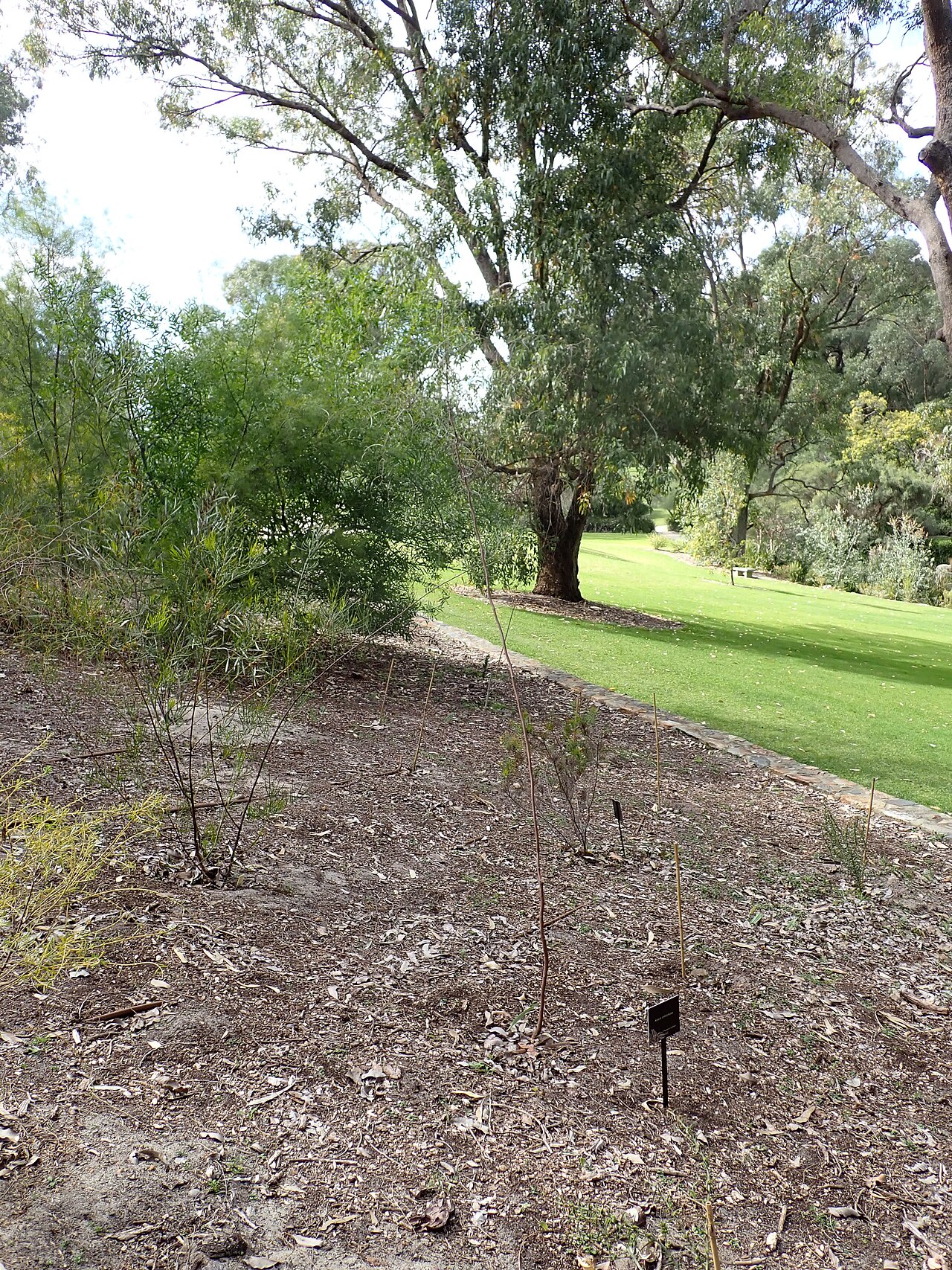 Acacia anfractuosa: Habit of Acacia anfractuosa in Kings Park, Perth