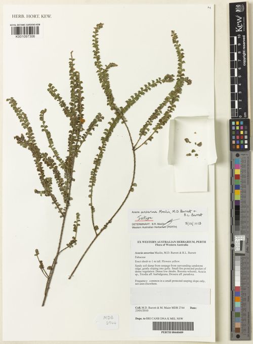 Acacia anserina: Acacia anserina (isotype K001097306) collected in the Kimberley in Prince Regent Nature Reserve