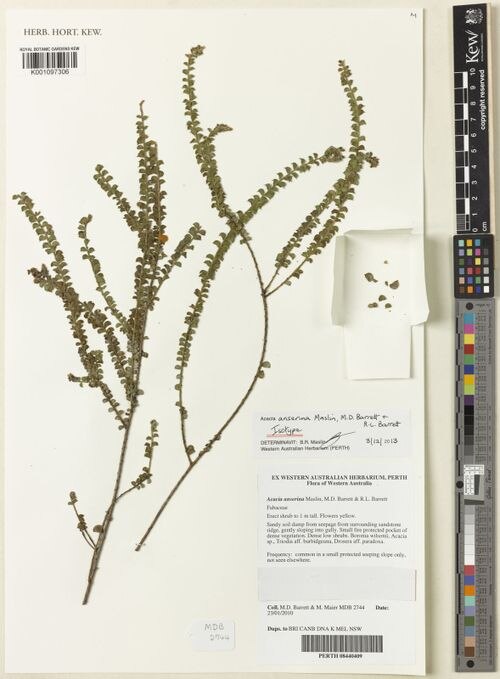 Acacia anserina: Acacia anserina (isotype K001097306) collected in the Kimberley in Prince Regent Nature Reserve