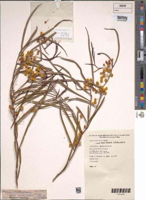 Acacia anthochaera: Acacia anthochaera