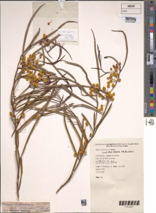 Acacia anthochaera: Acacia anthochaera