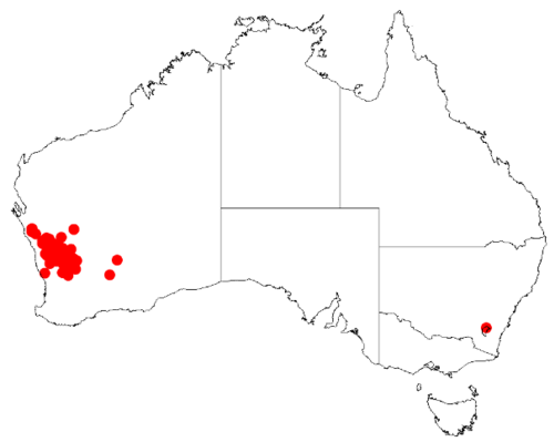 Acacia anthochaera: Acacia anthochaera Occurrence data from Australasia Virtual Herbarium downloaded from https://doi.org/10.26197/5c0b1388984eb on 8 December 2018