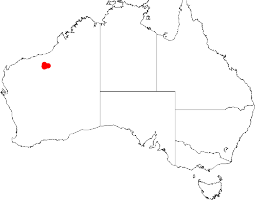 Acacia aphanoclada: Acacia aphanoclada Occurrence data from Australasia Virtual Herbarium downloaded from https://doi.org/10.26197/5c0b1388984eb on 8 December 2018