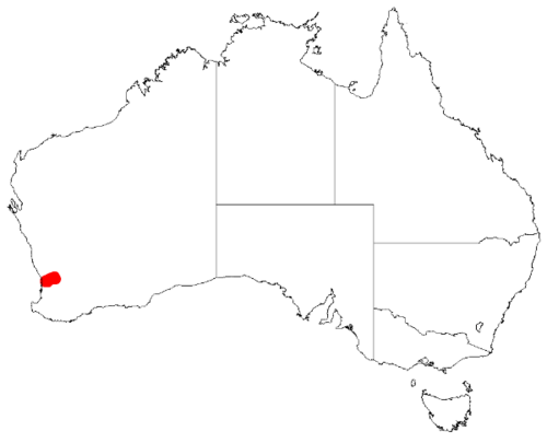Leafless rock wattle: Acacia aphylla Occurrence data from Australasia Virtual Herbarium downloaded from https://doi.org/10.26197/5c0b1388984eb on 8 December 2018