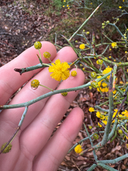 Leafless rock wattle (Acacia aphylla)
