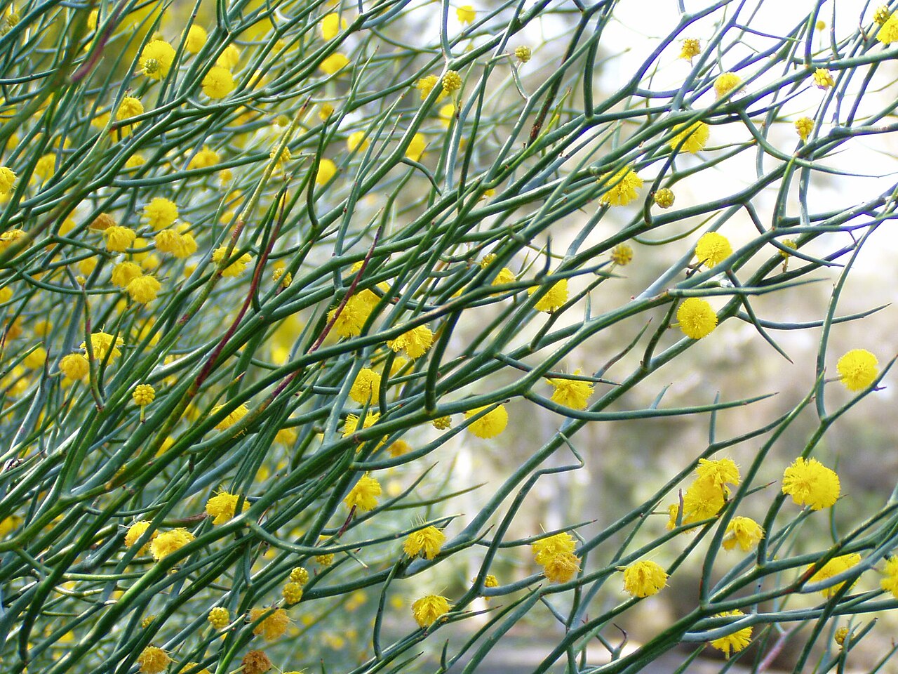 Leafless rock wattle: Description: Leafless Rock Wattle ( Acacia aphylla ) Location: Australian National Botanic Gardens, Canberra, Australian Capital Territory, Australia Date: 2005