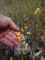 Golden grass wattle (Acacia applanata)