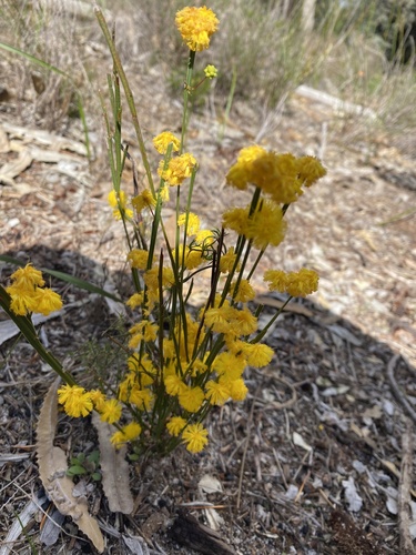 Golden grass wattle (Acacia applanata)