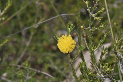 Golden grass wattle (Acacia applanata)