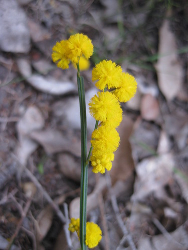Golden grass wattle (Acacia applanata)