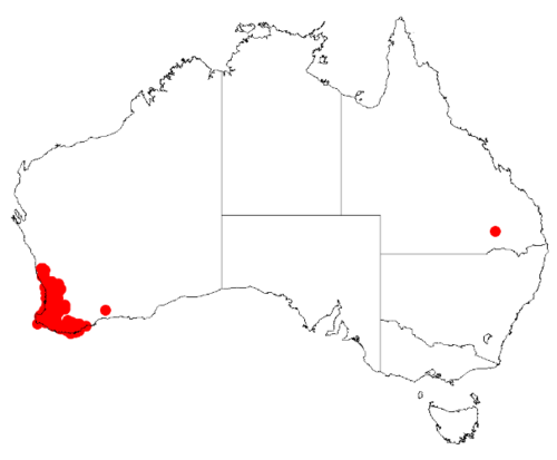 Golden grass wattle: Acacia applanata Occurrence data from Australasia Virtual Herbarium downloaded from https://doi.org/10.26197/5c0b1388984eb on 8 December 2018