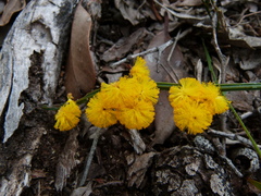 Golden grass wattle (Acacia applanata)