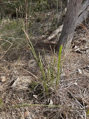 Golden grass wattle (Acacia applanata)