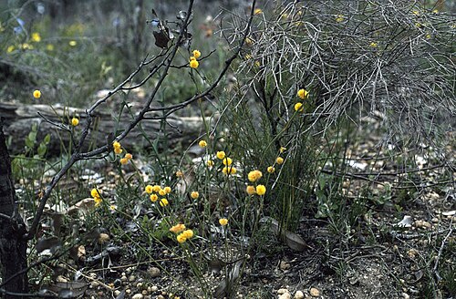 Golden grass wattle: Acacia applanata , 4.8 km along North Bannister-Wandering Road, east of North Bannister, Western Australia