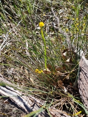 Golden grass wattle (Acacia applanata)