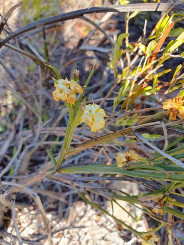 Golden grass wattle (Acacia applanata)