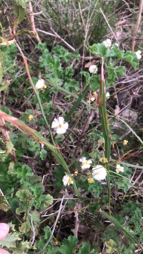 Golden grass wattle (Acacia applanata)